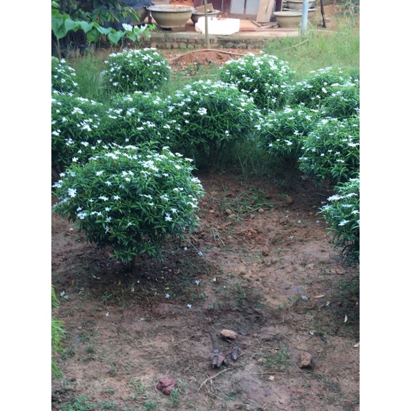 Cây mai vạn phúc cao 50-60cm, tán khoảng 50cm hoa quanh năm