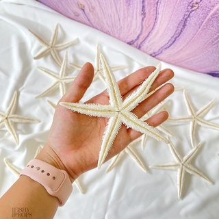 Sao biển khô trắng - đạo cụ chụp ảnh- phụ kiện trang trí xinh xắn