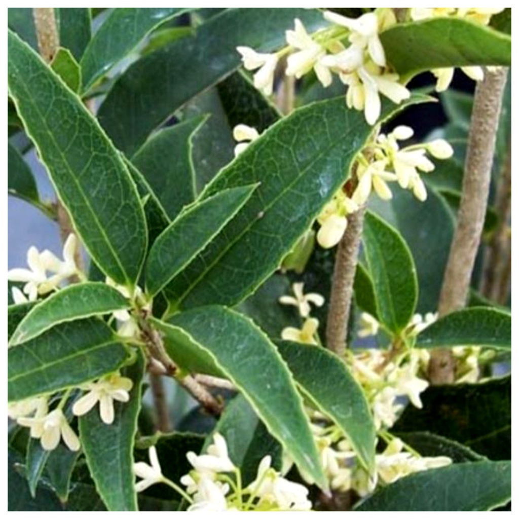 Cây mộc hương ta hoa trắng thơm lâu