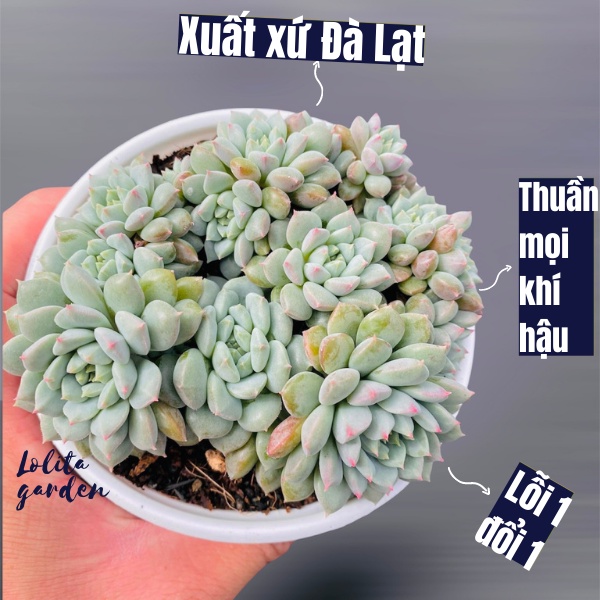 Sen đá dù xanh bụi Đà Lạt size trung bình cây cảnh trang trí nhà cửa Lolita garden