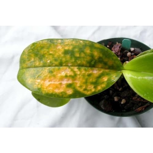 Trị vàng lá,đốm lá cho hoa lan,hoa hồng