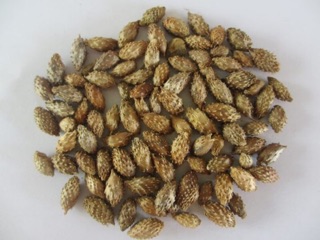Combo 2kg cải trời