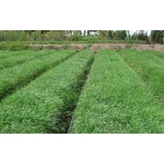 1g Hạt Giống Hẹ Ăn Bông