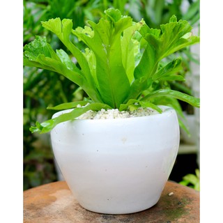 Chậu sứ cây Ráng Ổ Phụng tặng kèm đá trang trí