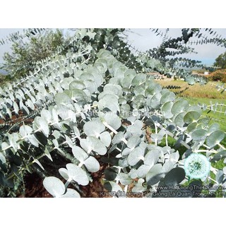 5h Hạt Giống Cây Lá Bạc Silver Dollar Baby Blue Lá To (TLB4| -KD: B21*V75*M186)