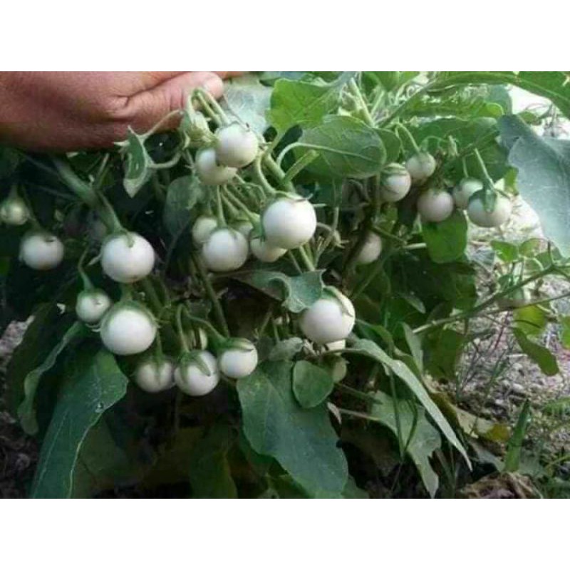 Hạt giống cà pháo trắng HN giòn, vị đặc trưng 0,5gr/ gói