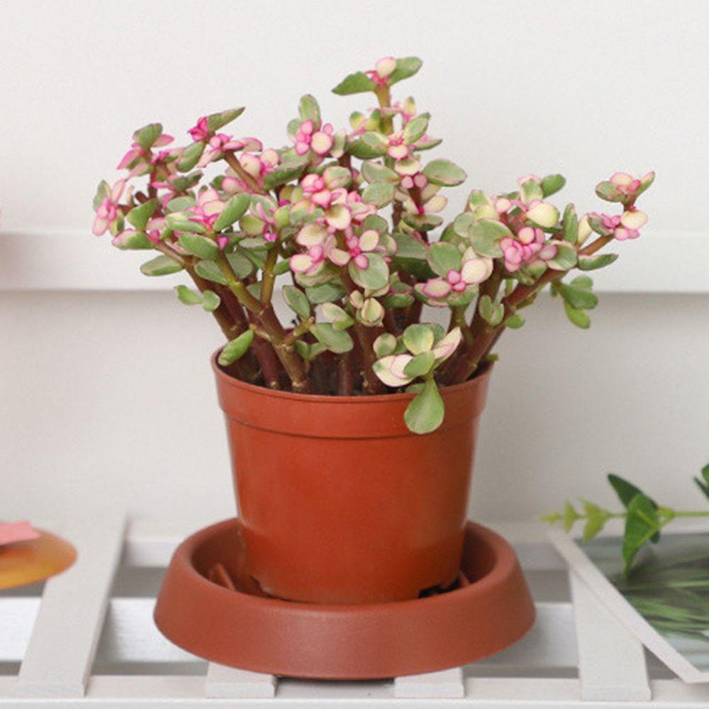 LEISURE Bộ 5 Giá Đỡ Chậu Hoa Bonsai Hình Tròn Dùng Trang Trí Nhà Cửa