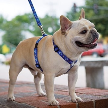 Dây Dắt YẾM DoggyMan Cho Chó Mèo Nhỏ