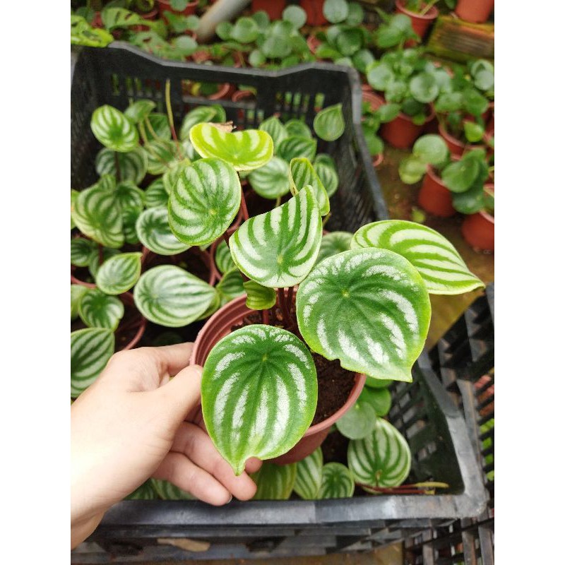 Cây lá dưa hấu - peperomia watermelon