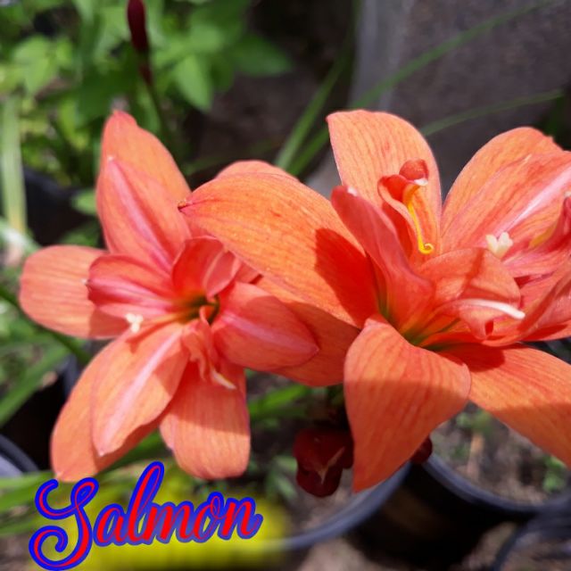 Sét củ huệ mưa
