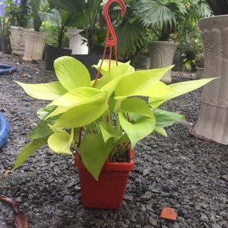 Trầu bà hoàng kim treo mini