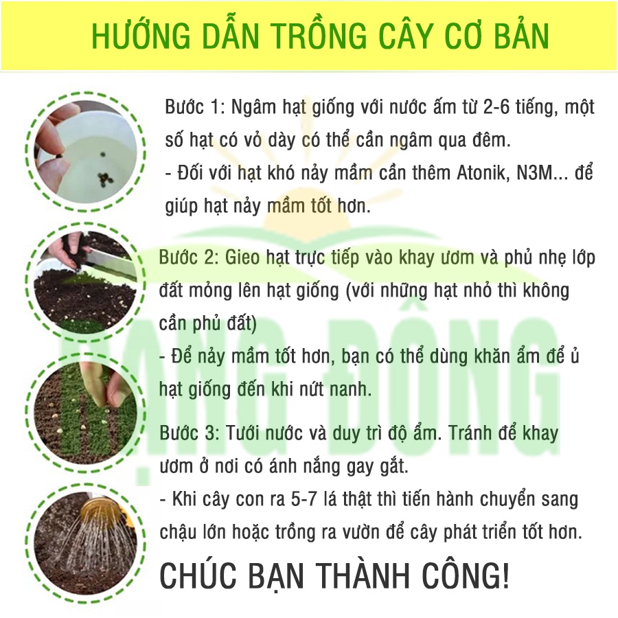 Hạt giống Hoa Cúc Đồng Tiền Nhiều Màu - Hạt Giống Hoa