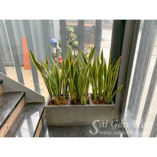 Cây Lưỡi Hổ (Dạng Bụi)