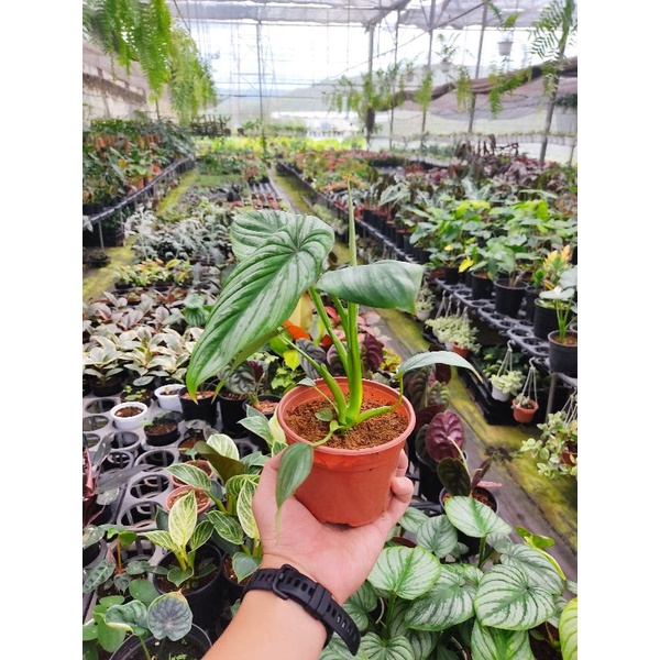 Chậu cứng Philodendron mamei
