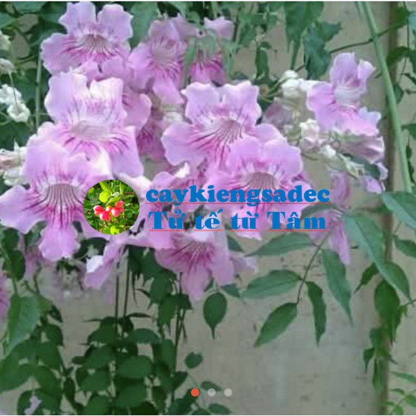 caykiengsadec - Cây Hồng thiên hương + tặng phân bón-hoa kiểng lá-trang trí nội thất cảnh quan sân vườn ngoài trời