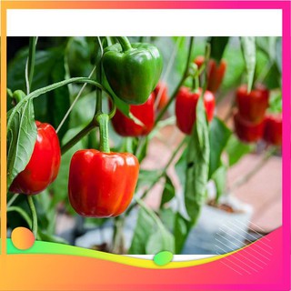 Hạt giống ớt ngọt f1 - 30 hạt vietgar