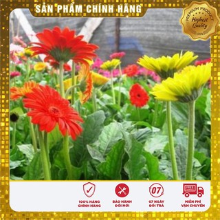 HẠT GIỐNG HOA ĐỒNG TIỀN NHIỀU MÀU 10-15 hạt