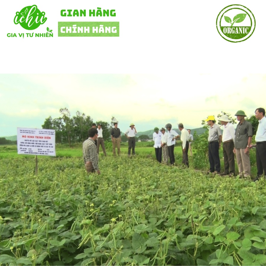 ĐẬU XANH NGUYÊN HẠT HỮU CƠ, ĐẬU XANH NGUYÊN HẠT ORGANIC ICHII gói 500g