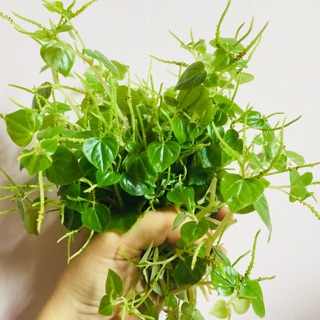 Hạt giống rau càng cua tự thu hoạch