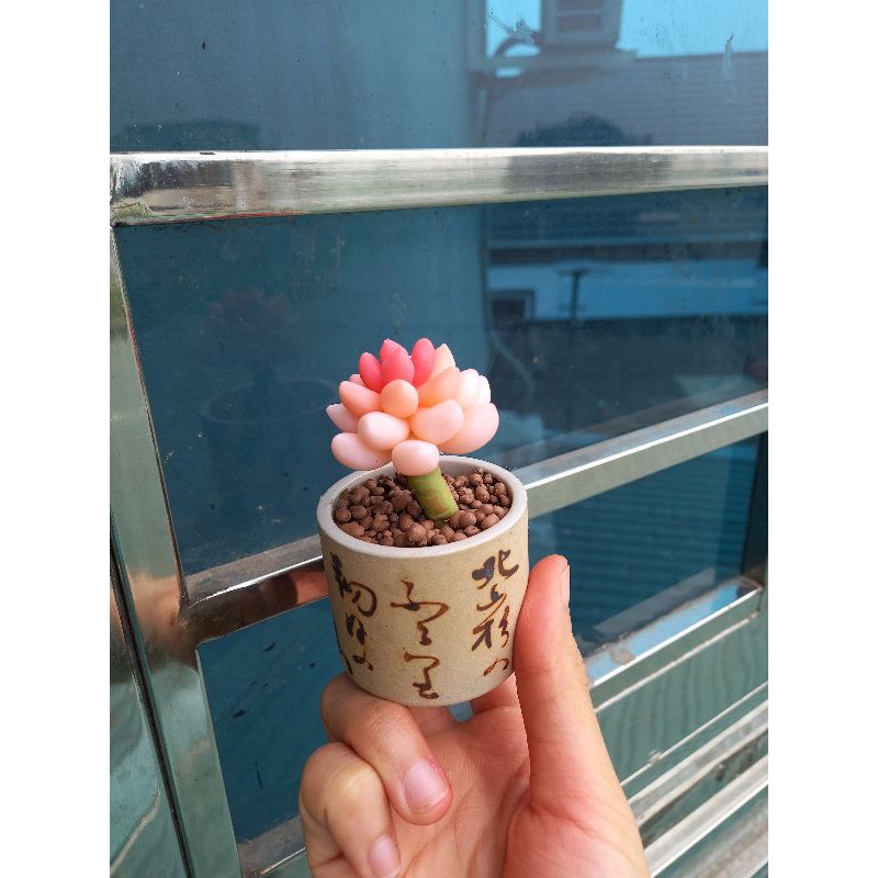 Sen đá đất sét đồng giá 59k