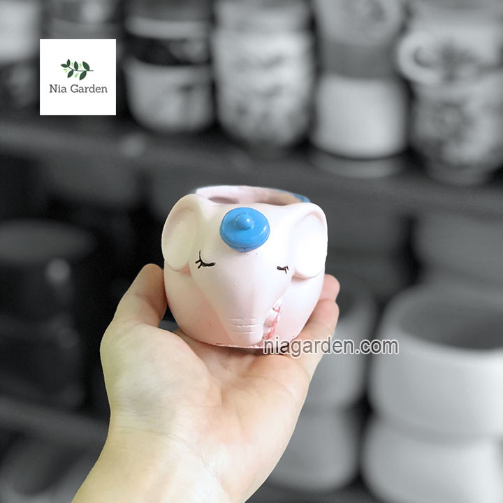 Chậu trồng cây voi hồng xanh trồng lá may mắn, xương rồng