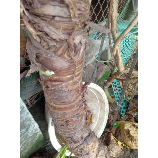 Combo 5kg củ bạc hà núi