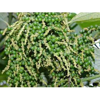 Cây giống hồ tiêu thekken . .