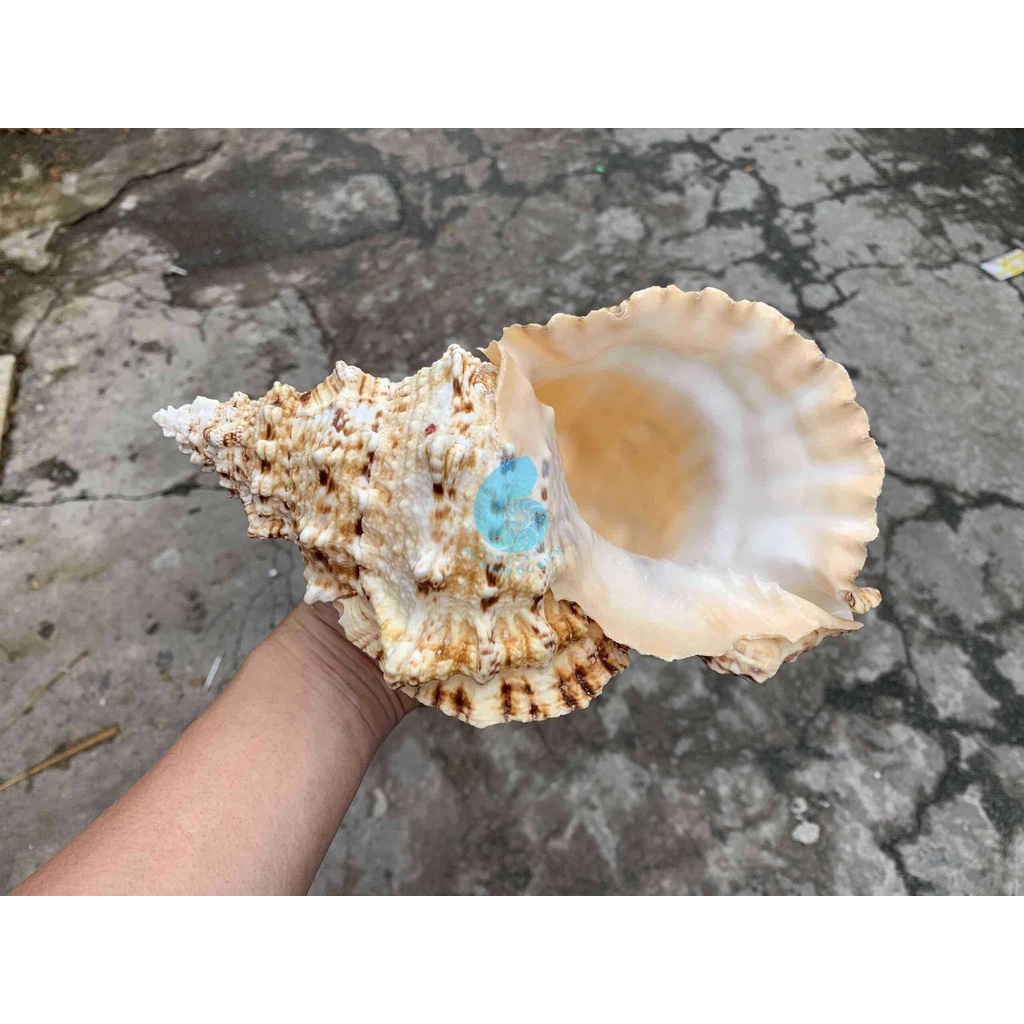 VỎ ỐC TÙ VÀ GAI BIG SIZE trang trí nhà cửa, bàn làm việc, bể cá cảnh, quà lưu niệm, chậu trồng cây xương rồng sen đá