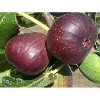 Chậu cây giống Sung Mỹ ( đang chưa trái )