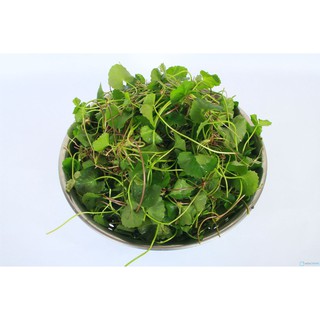 Rau Má Khô 500g