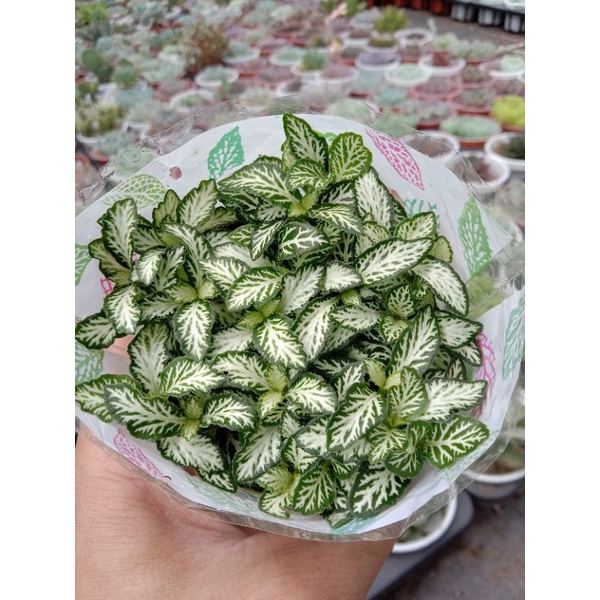 [ TRANG TRÍ ] MỘT CHIẾC CÂY CẨM NHUNG XANH ( Fittonia ) LỌC KHÔNG KHÍ, HÚT SÓNG ĐIỆN TỪ, TRANG TRÍ BÀN LÀM VIỆC