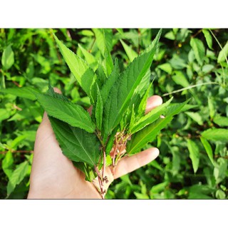 [An's home] Hạt giống rau đay đỏ hữu cơ