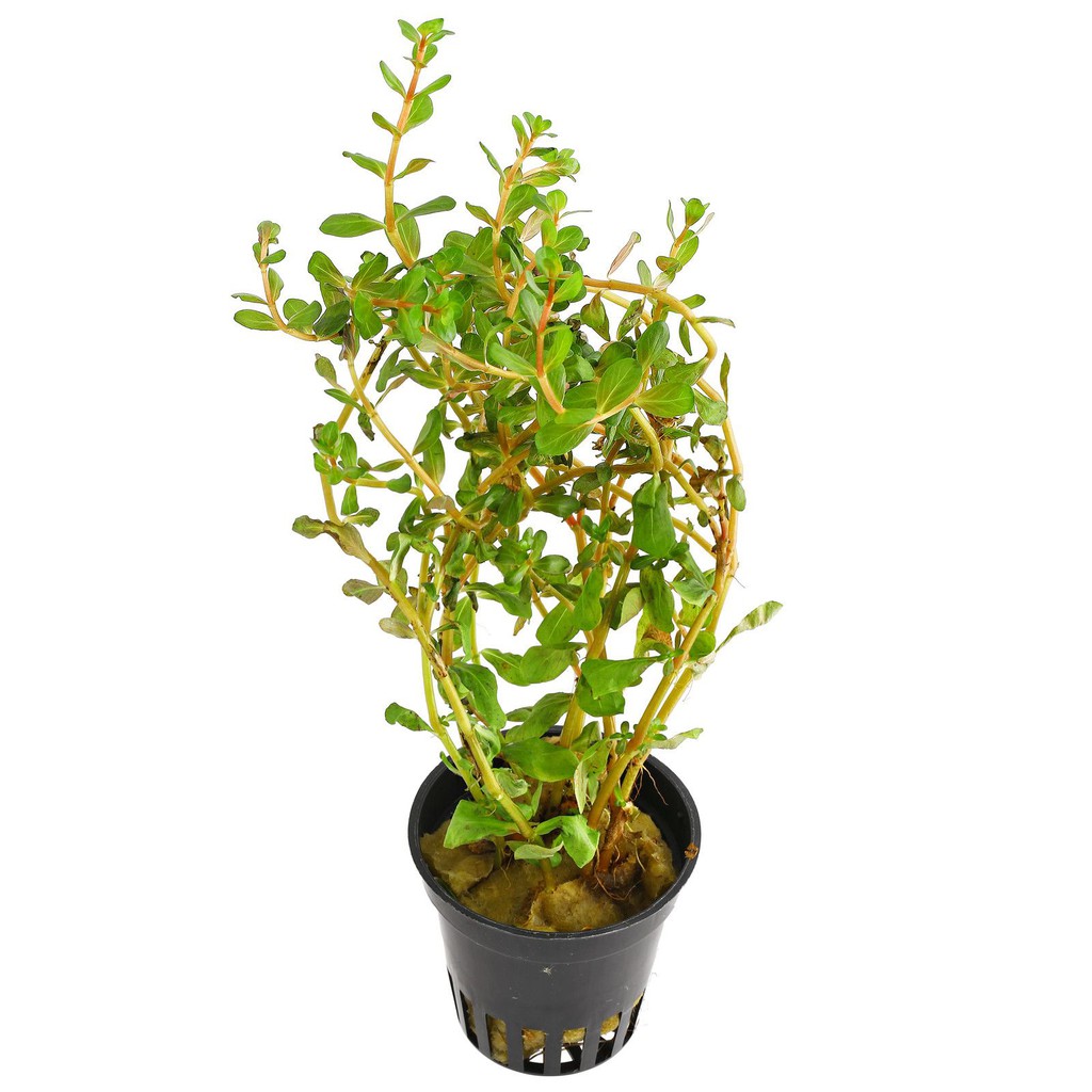 Cây thủy sinh Rotala sp &quot;H'Ra&quot; ( lá cạn)