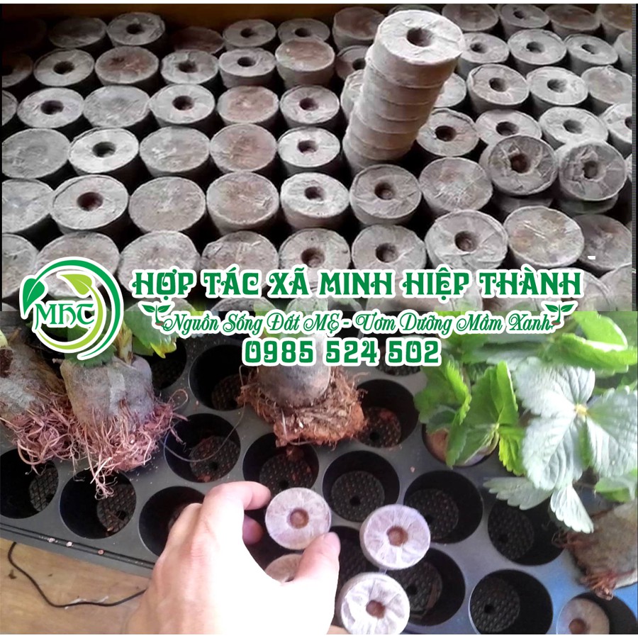 combo 100 viên nén xơ dừa, viên ươm hạt