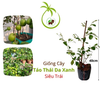 Cây Táo Thái Da Xanh | Trái Chùm - Trồng Ban Công - Sân Thượng - 3 Tháng Có Trái - Cây Ghép Cành - Cao 40cm - Bầu 25cm