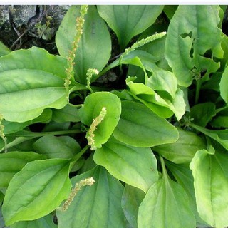 Hạt giống cây rau mã đề - Gói 2gram - STHG2