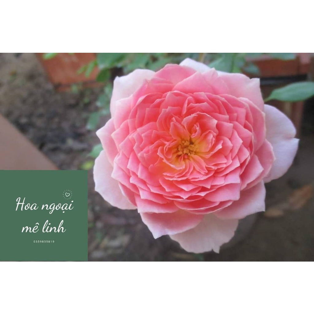 Hoa hồng ngoại Jubilee Celebration rose –BÚP SEN TRÊN CẠN VẺ ĐẸP TUẦN TÚY -Hoangoaimelinh