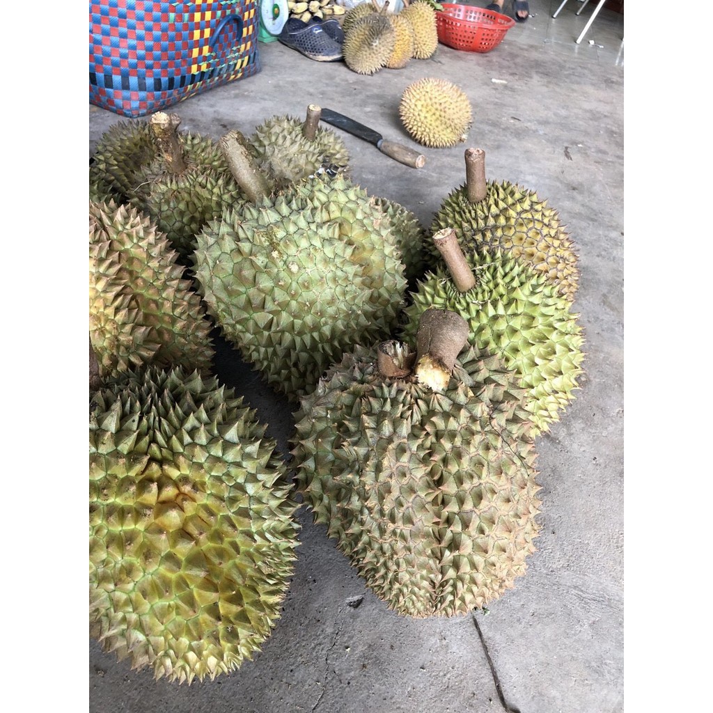 QUẢ SẦU RIÊNG ĐẦU MÙA LÂM ĐỒNG BAO ĂN QUẢ LỚN TỪ 2kg | BigBuy360 - bigbuy360.vn