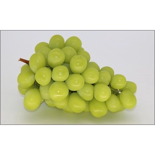 CÂY GIỐNG NHO MẪU ĐƠN [ GIỐNG GHÉP - 100% GIỐNG NHO NHẬP KHẨU ]