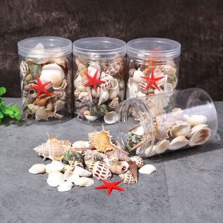 Vỏ ốc biển trang trí