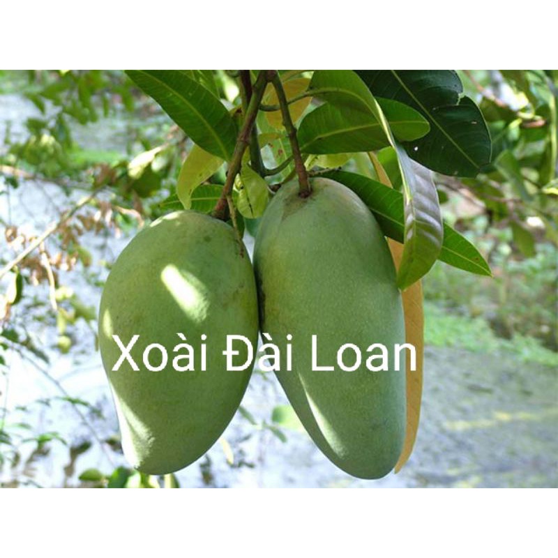 CÂY XOÀI ĐÀI LOAN