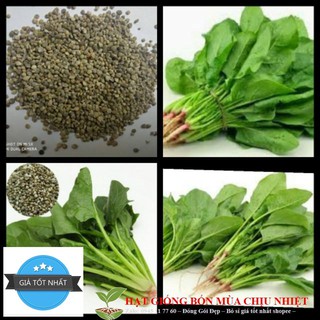 Hạt giống Rau Chân Vịt (Cải Bó Xôi)