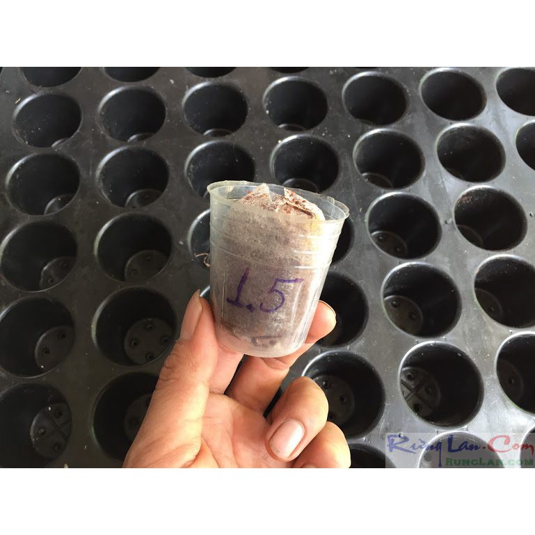 Viên nén xơ dừa combo 50 viên chuyên ươm giống lan ,gieo hạt cây trồng...