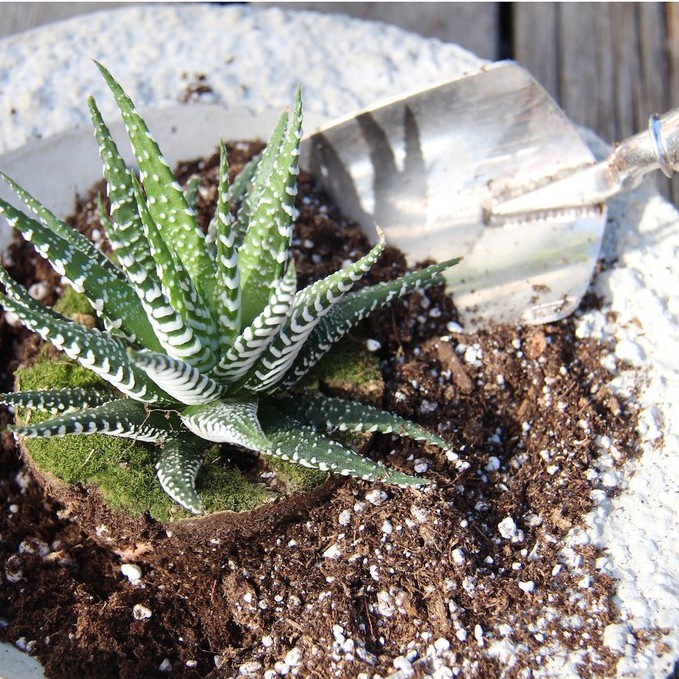 1 kg Đất Trồng Sen Đá, Xương Rồng Giàu Dinh Dưỡng