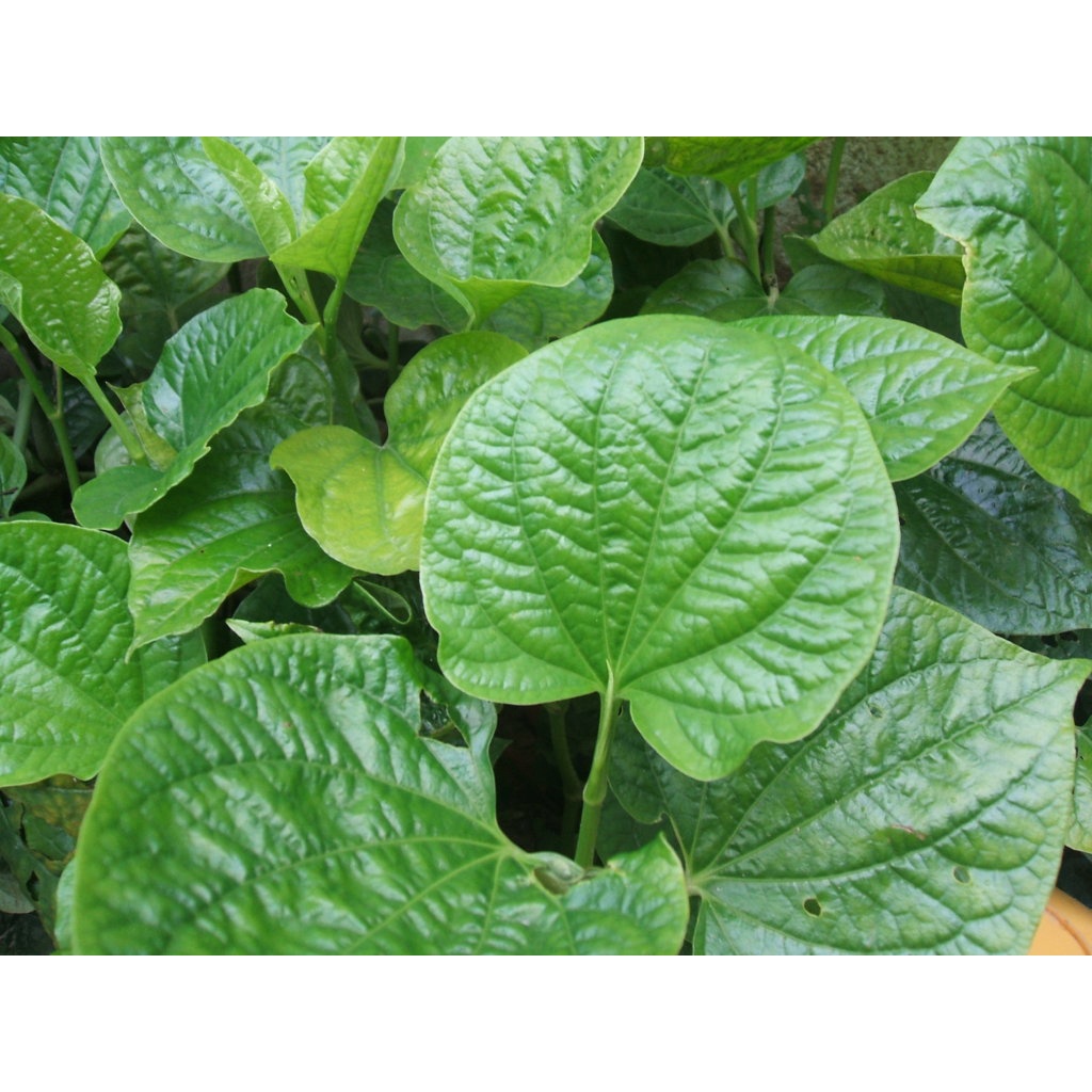 Lá lốt khô cao cấp JINDO 1kg