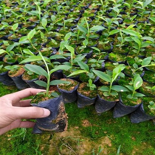 Combo 5 Cây giống sa nhân tím