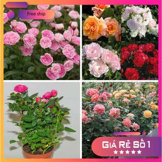 Hạt giống Hoa Hồng Thơm mini (20 hạt)