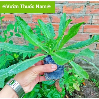 Chậu ngò gai 2 cây như hình