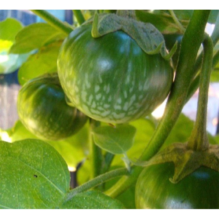 Hạt giống cà ghém cà ngọt lai F1 giòn ngon - rau củ quả trồng chậu, sân vườn ngon giòn ngọt nảy mầm cao 0.2gr RADO 525