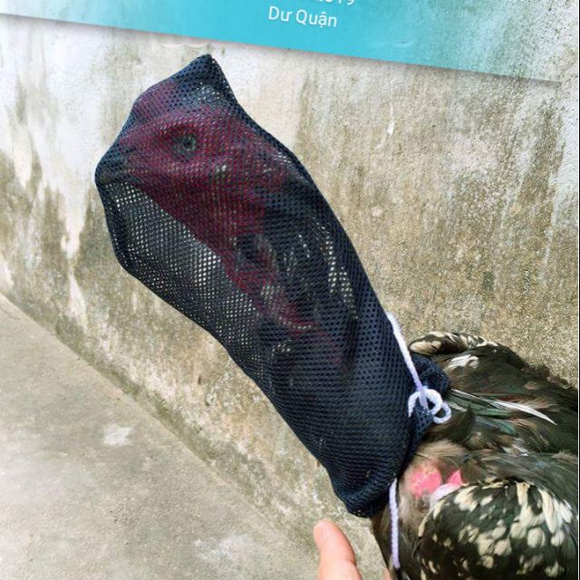 LƯỚI TRÙM ĐẦU CHO GÀ TRÁNH RUỒI MUỖI.